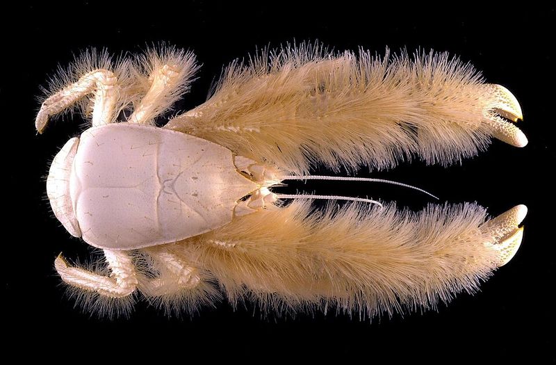 Yeti Crab (Kiwa hirsuta)