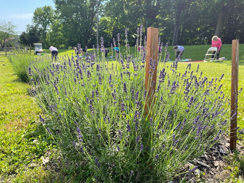 Yoga Among the Lavender: A Sunday Morning Ritual Worth Waking Up For