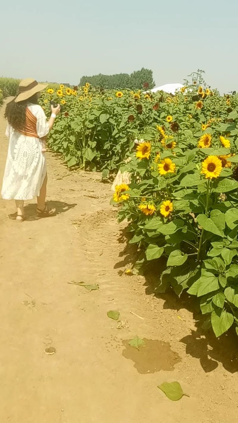 You Pick Your Own Bouquet Right From the Field You Pick Your Own Bouquet Right From the Field