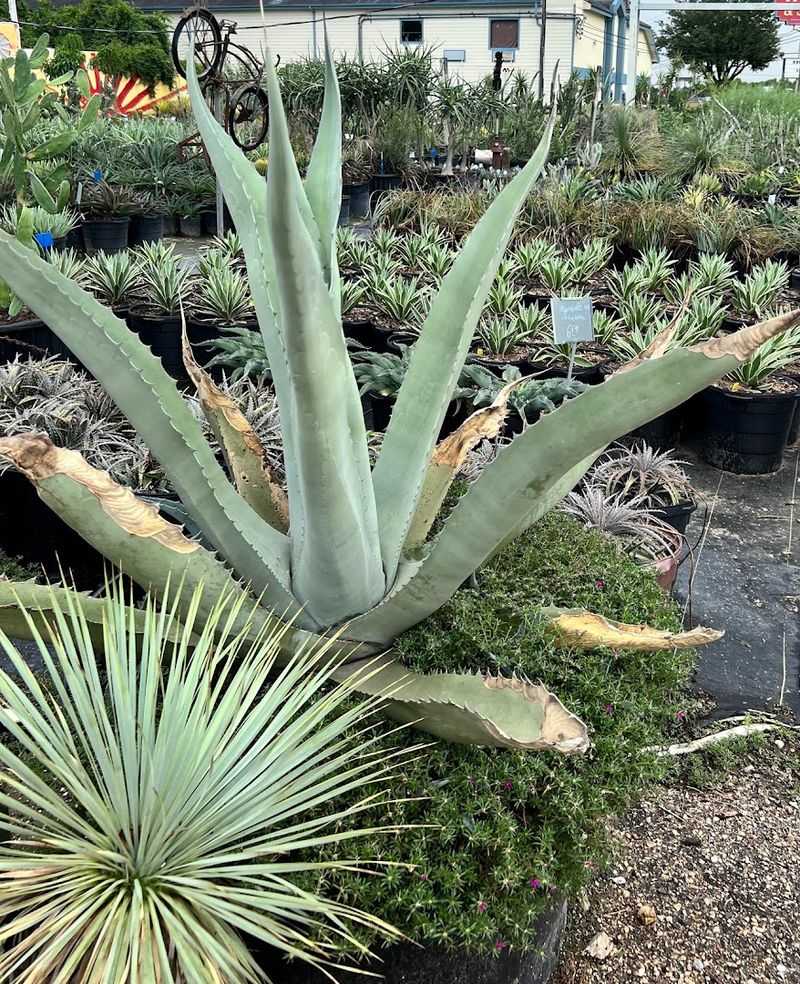 Yucca Plants That Command Attention Yucca Plants That Command Attention