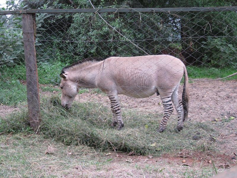 Zonkey (Zedonk)