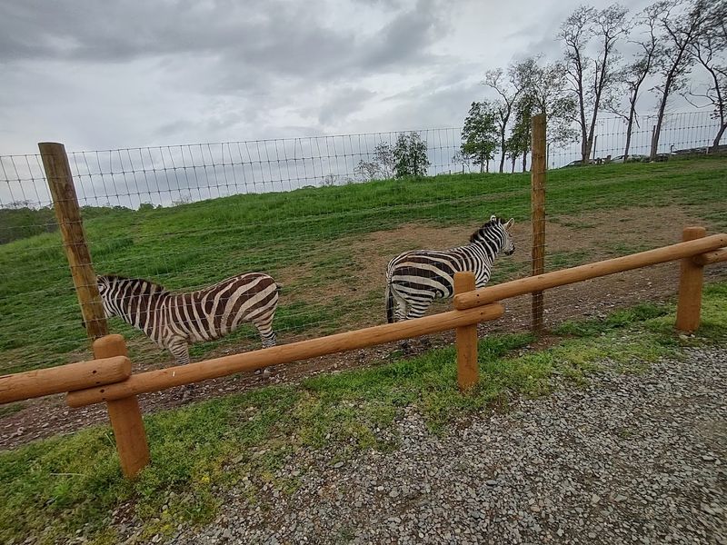 Zoo Exhibits That Cover Six Continents Zoo Exhibits That Cover Six Continents
