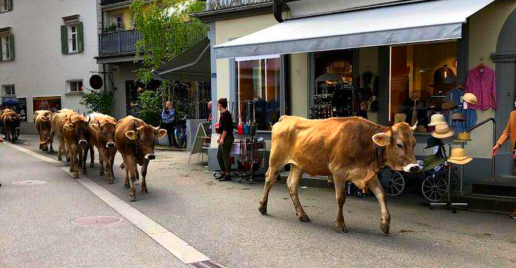 15 Places Where Livestock Still Walk Through Main Street