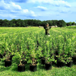 This New Jersey Farm Still Lets You Pick Organic Blueberries For $2.50 A Pint