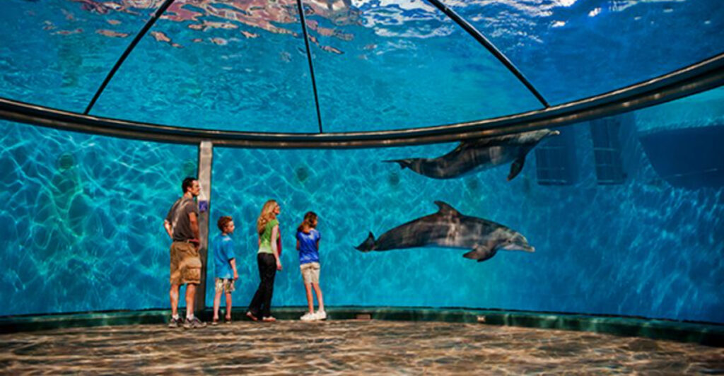 This Indiana Zoo Lets You Watch Dolphins From Beneath the Water