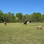 This 43-Acre New Jersey Rescue Farm Gives Cows, Llamas, Horses, And Peacocks Room To Roam
