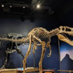 This Illinois Museum in Rockford Displays a 20-Foot Juvenile T. Rex Found Poking Out of Montana Rock