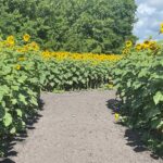 This North Carolina Sunflower Festival Hides A Blooming Maze You Can Get Lost In All Summer