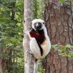 This North Carolina Center Keeps More Lemurs Than Anywhere Outside Madagascar And Walks You Right Past Them