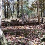 This North Carolina Sanctuary Lets You Walk A Forest Trail Beside Rescued Wolves Most People Never See Up Close
