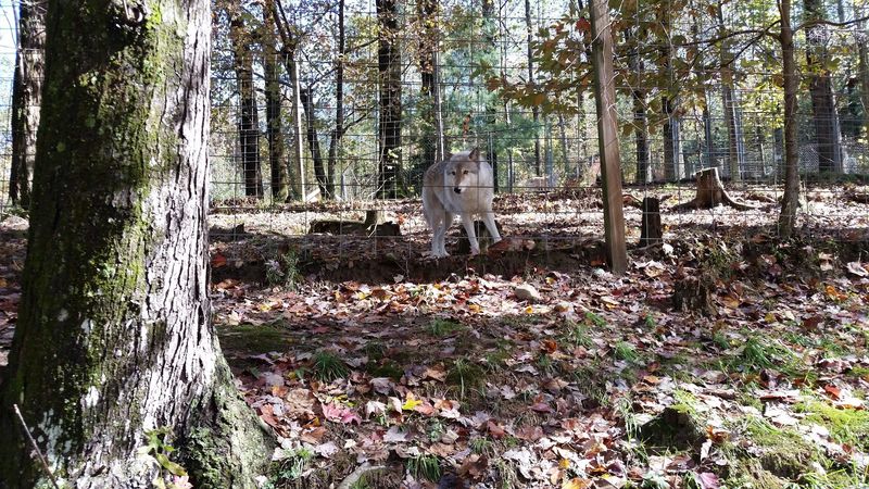 This North Carolina Sanctuary Lets You Walk A Forest Trail Beside Rescued Wolves Most People Never See Up Close