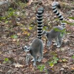 This North Carolina Sanctuary Is Home To Over 200 Lemurs, The Largest Colony Outside Madagascar
