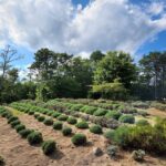 This Massachusetts Lavender Farm Fills the Air With a Scent That Follows You All the Way Home