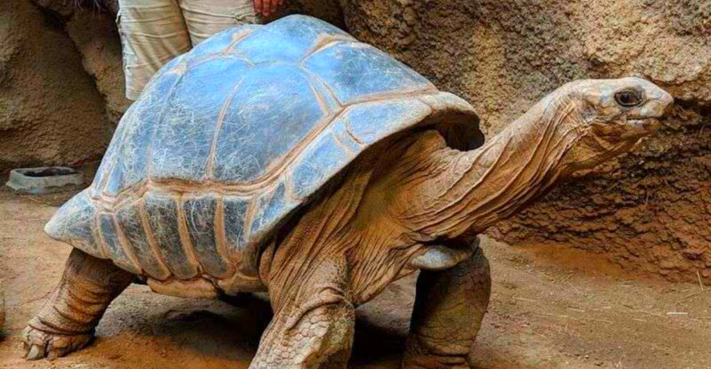 One of Pennsylvania’s Most Fascinating Zoos Is Home to Komodo Dragons, Giant Tortoises, and More