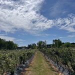 These 7 North Carolina U-Pick Farms Let You Fill A Bucket Straight Off The Vine For Pennies A Pound