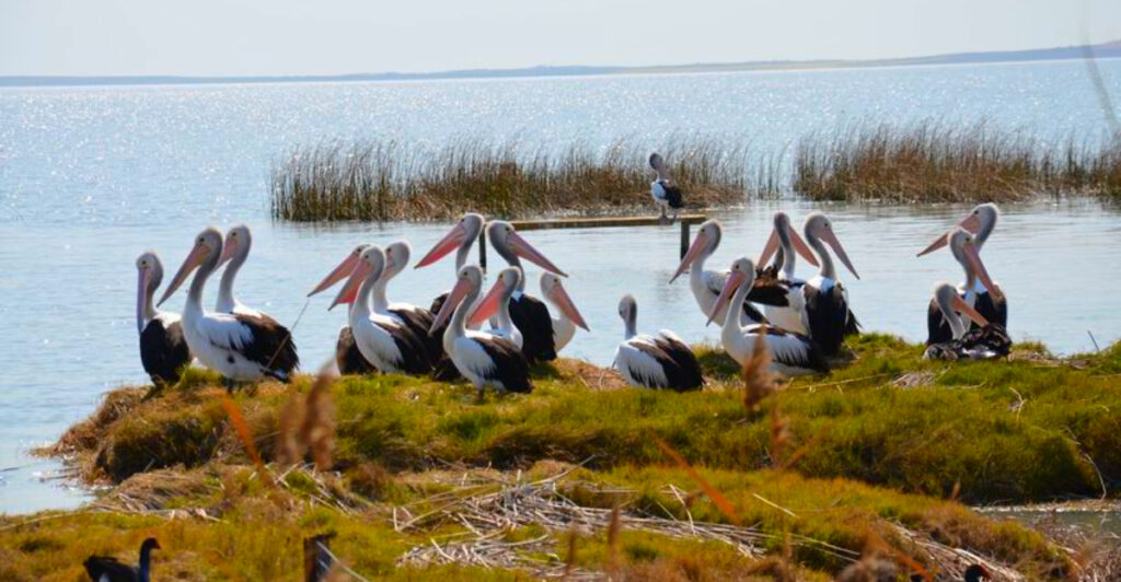 13 Coastal Towns Known for Their Pelican Colonies