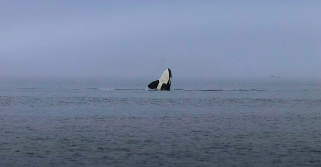 14 Best Places Around the World to See Orcas in the Wild