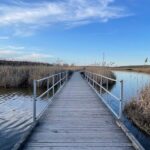A Two-Mile New Jersey Boardwalk Slips Into A Bird Sanctuary Drivers Usually Miss