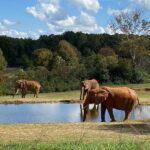 This North Carolina Zoo Sprawls Across 500 Acres So Wild The Animals Roam And You Do The Walking