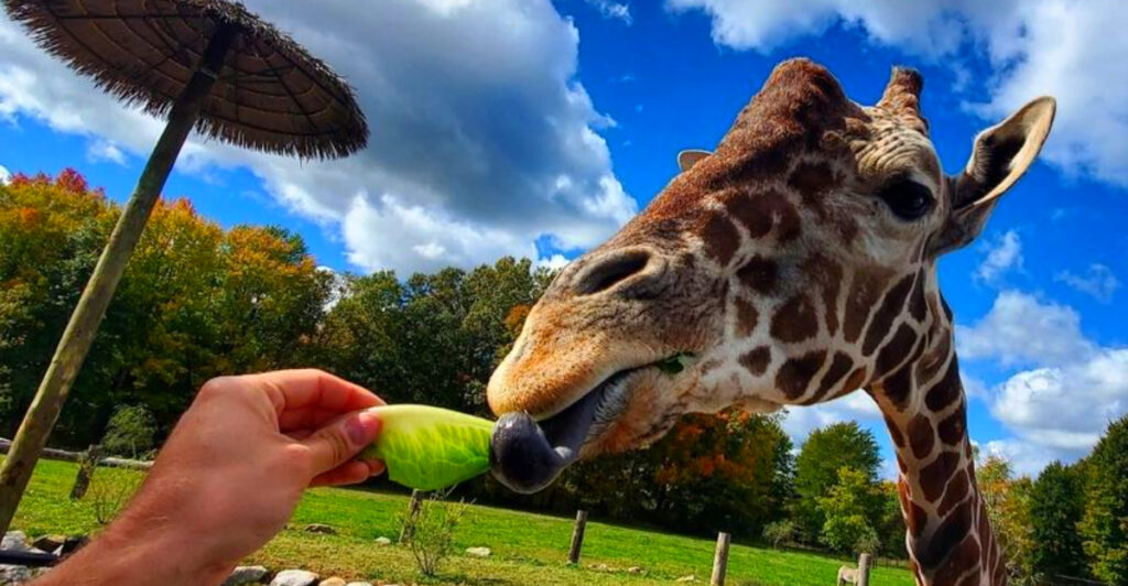 One of Pennsylvania’s Best Wildlife Parks Brings You Face to Face With Giraffes, Lions, and More