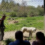 A Massachusetts Sanctuary Lets You Stand Just Yards From a Living Wolf Pack Without Leaving New England