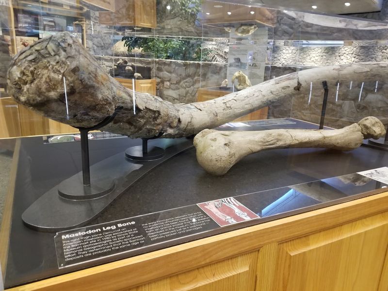 A 19th-Century Showman and the Missouri Leviathan