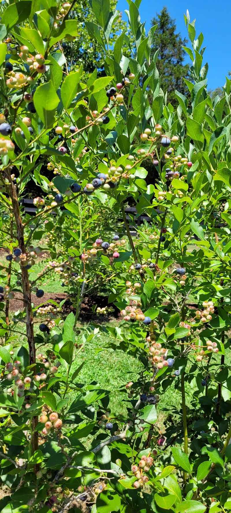 A Blueberry Patch Without a Single Briar