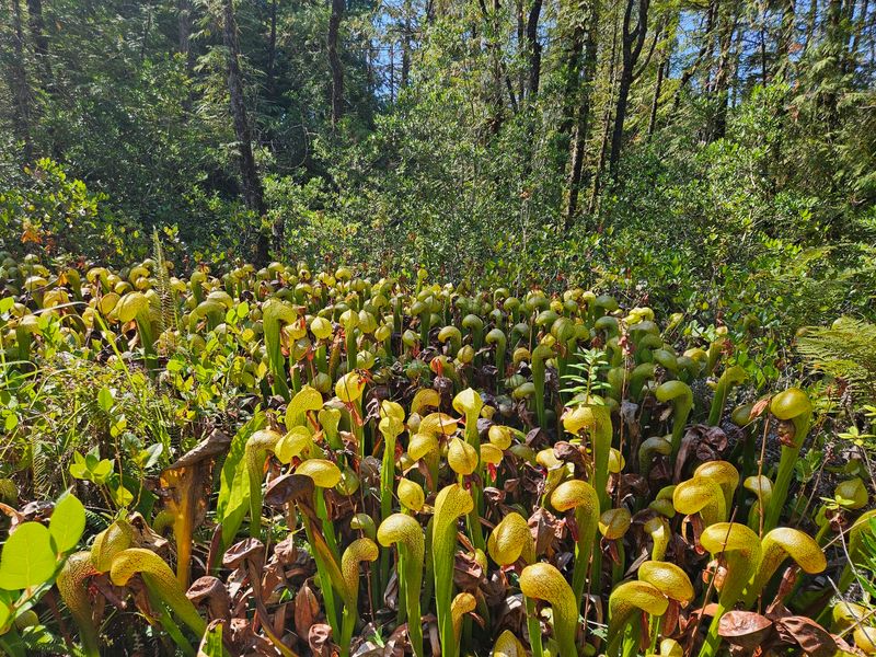 A Carnivorous Garden Unlike Any Other A Carnivorous Garden Unlike Any Other