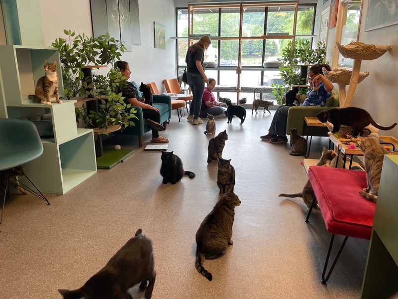 A Cat Lover's Hideaway Off Tennessee Avenue A Cat Lover's Hideaway Off Tennessee Avenue