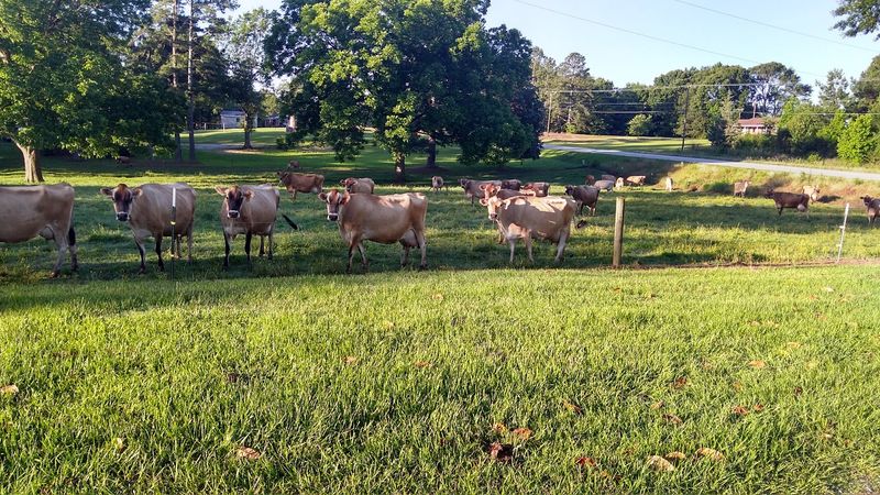 A Country Dairy Where the Herd Greets You at the Door A Country Dairy Where the Herd Greets You at the Door