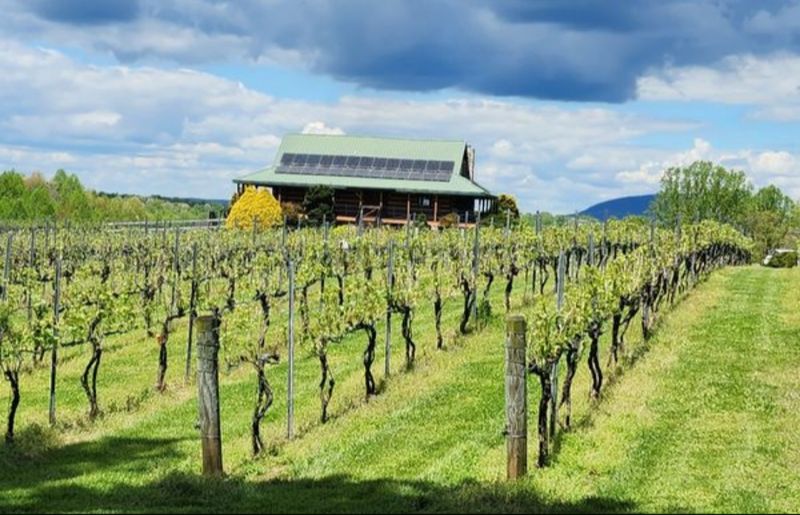 A Family Farm With Grapes And a Herd A Family Farm With Grapes And a Herd