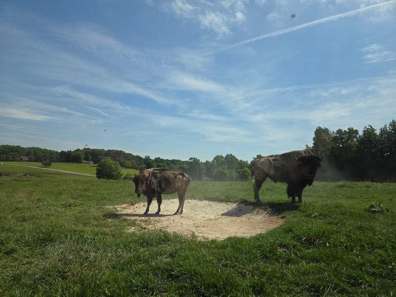 A Family Ranch Built Around Bison A Family Ranch Built Around Bison
