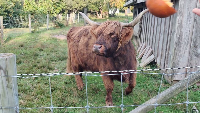 A Farm Kept Alive by Neighbors