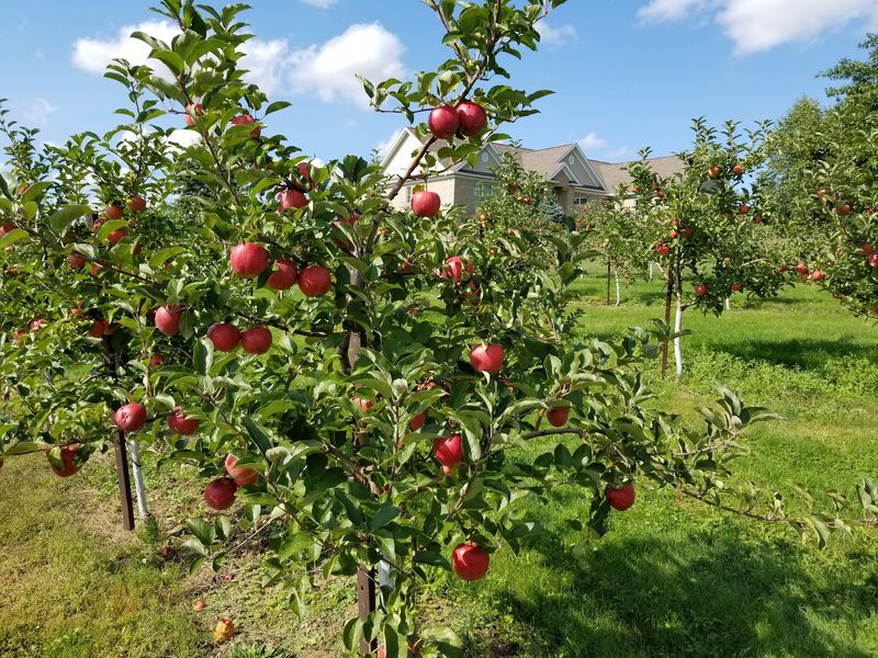 A Farm with Deep Roots in Ohio Orchard Country A Farm with Deep Roots in Ohio Orchard Country