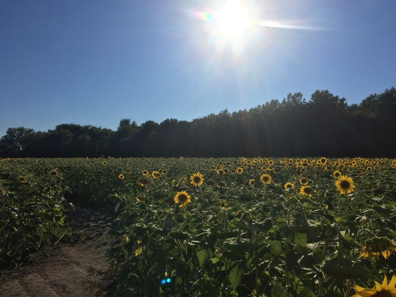 A Field Designed for Thoughtful Wandering A Field Designed for Thoughtful Wandering
