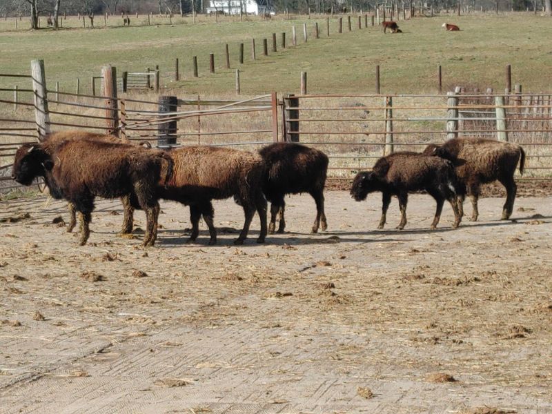 A Flemington Farm With A Big Local Surprise