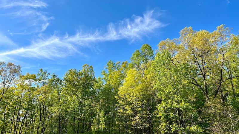 A Forest Bigger Than You Expect: The Park's Scale and Location A Forest Bigger Than You Expect: The Park's Scale and Location