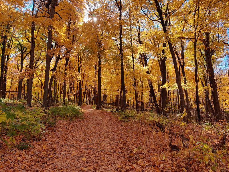 A Forest That Survived When Most Others Did Not A Forest That Survived When Most Others Did Not