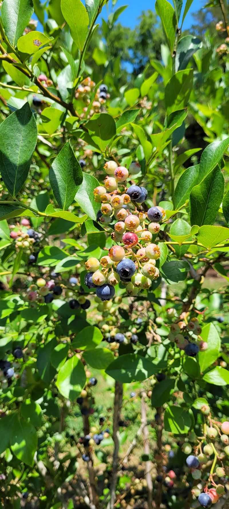 A Hidden Berry Haven Just Outside Franklin