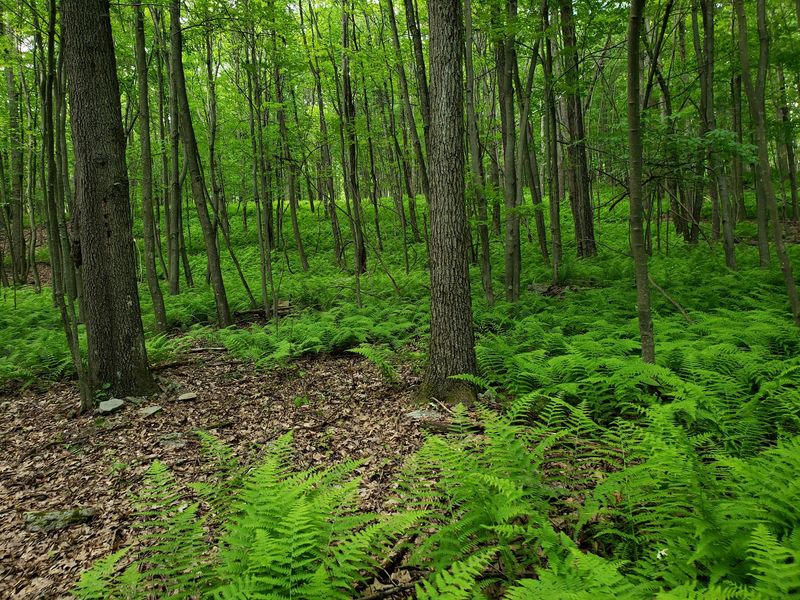 A Legacy Carved in Timber: The Forest's Fascinating History