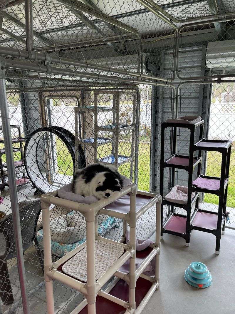 A Livestream That Brings the Cats to You A Livestream That Brings the Cats to You