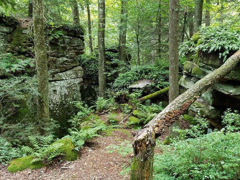A Living Green World Tucked Between the Rocks A Living Green World Tucked Between the Rocks