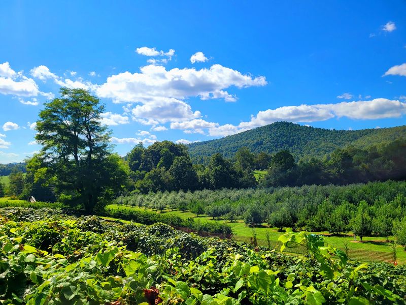 A Mountain Farm Hiding Down Jeter Mountain Road