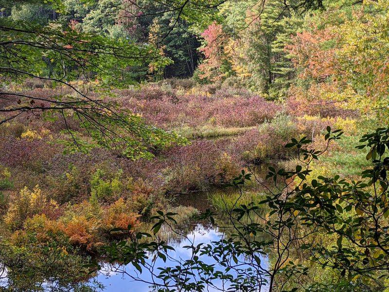 A Peaceful Spot Where Animals Roam A Peaceful Spot Where Animals Roam