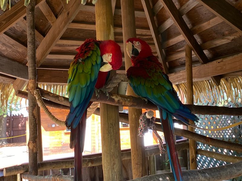 A Petting Zoo and Playful Bird Shows A Petting Zoo and Playful Bird Shows