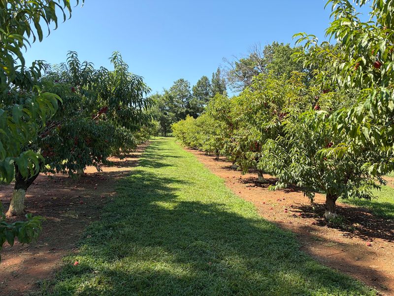 A Piedmont Orchard Hiding In Plain Sight A Piedmont Orchard Hiding In Plain Sight