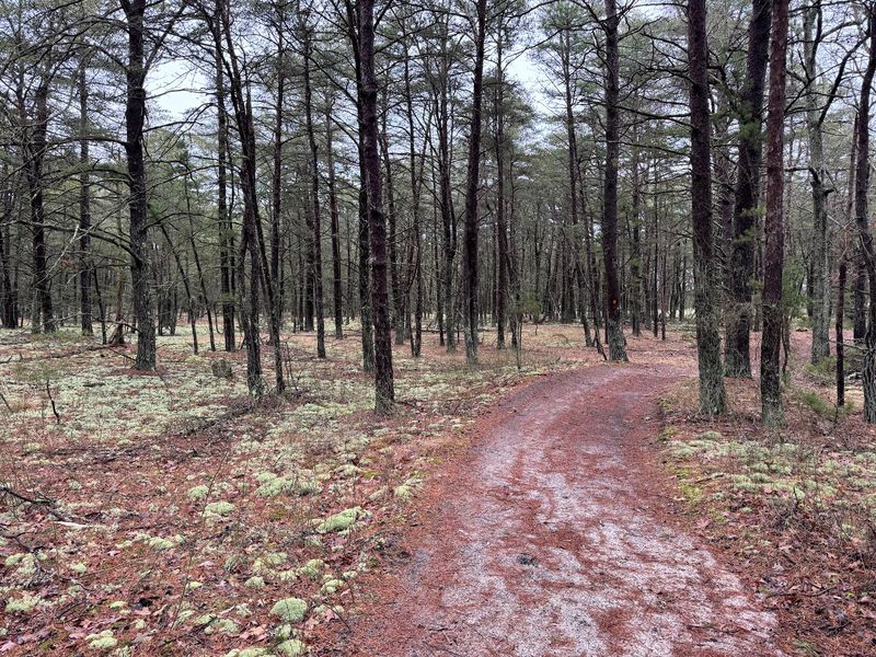 A Pine Barrens Landscape With A More Remote Personality A Pine Barrens Landscape With A More Remote Personality
