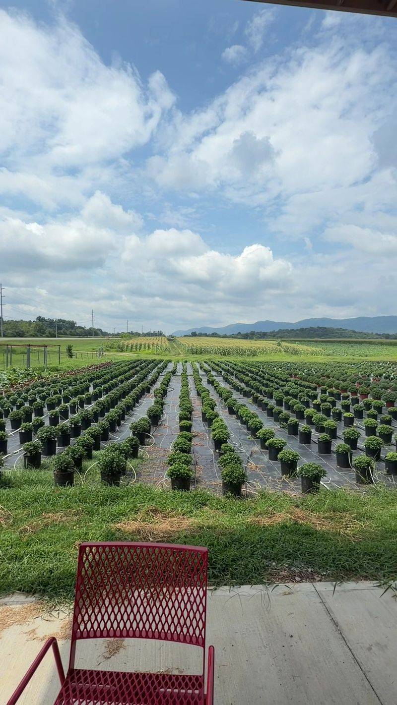 A Plant Nursery on the Property A Plant Nursery on the Property