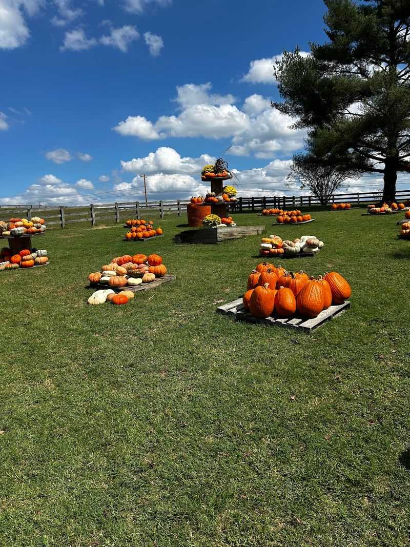 A Pumpkin Patch Worth Bragging About A Pumpkin Patch Worth Bragging About