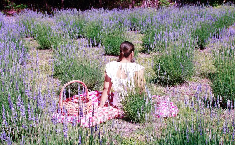 A Purple Field Tucked Along NC-61